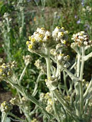 gnaphalium bicolor